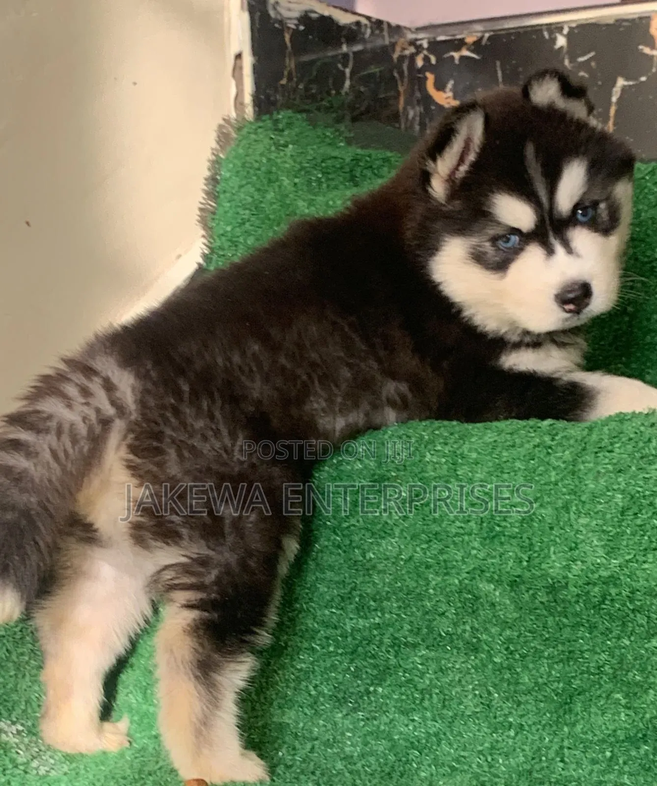 1-3 months Male Purebred Siberian Husky