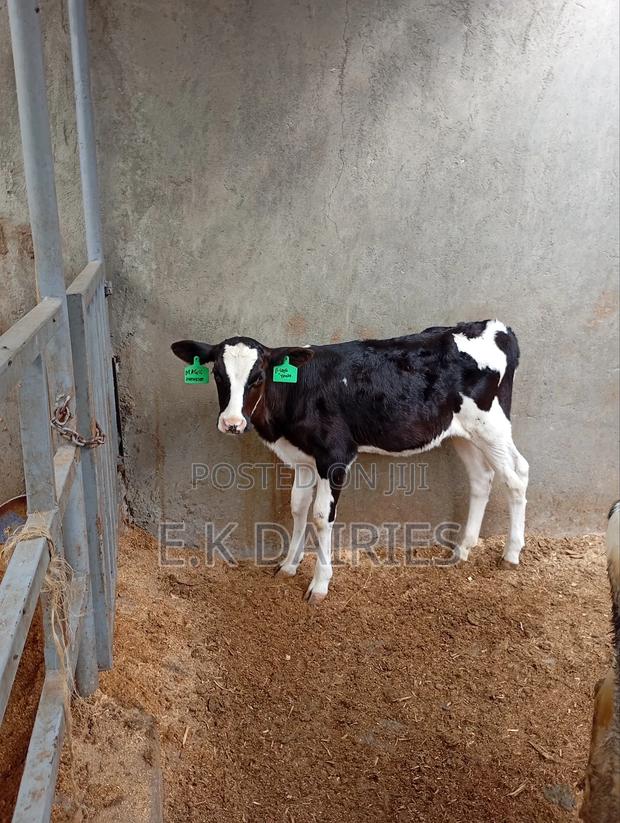 4 Months Old Perdigree Heifers - main view
