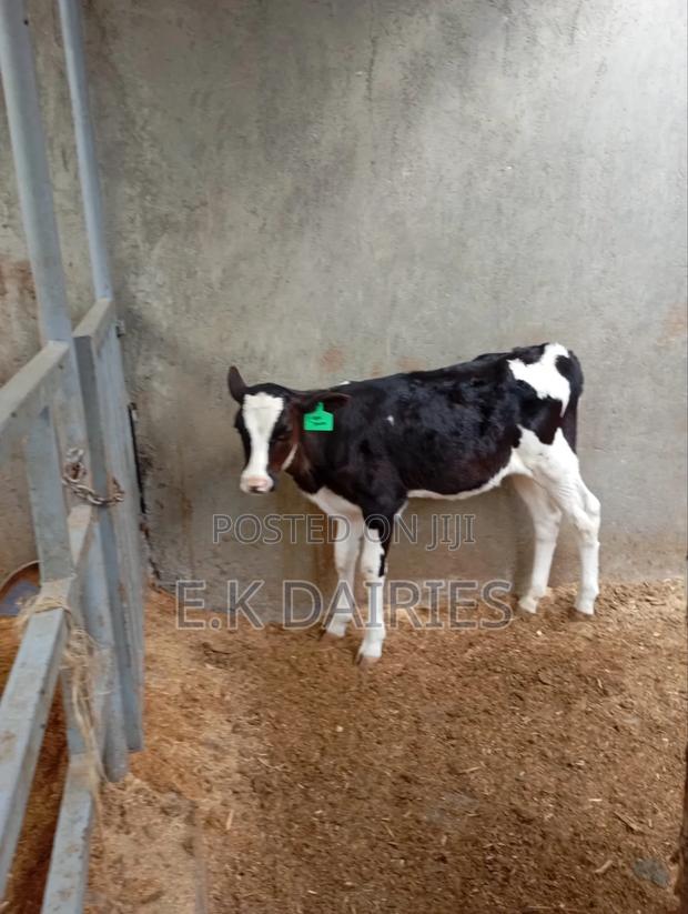 4 Months Old Perdigree Heifers - thumbnail 3