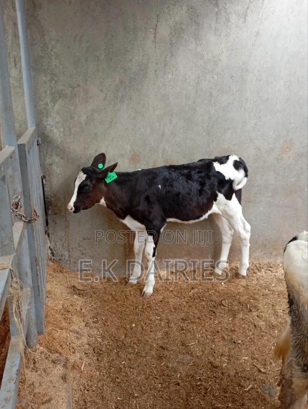 4 Months Old Perdigree Heifers - thumbnail 4