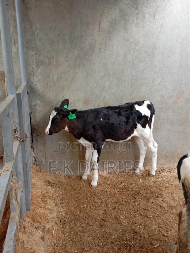4 Months Old Perdigree Heifers - thumbnail 5