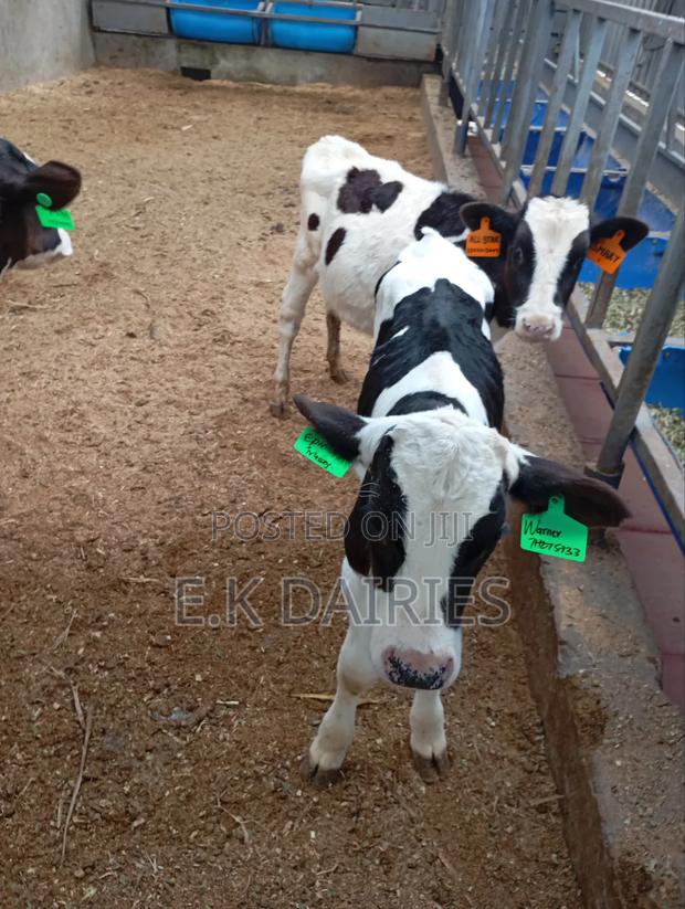 4 Months Old Perdigree Heifers - thumbnail 6