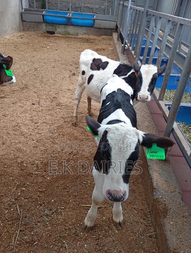 4 Months Old Perdigree Heifers - thumbnail 7