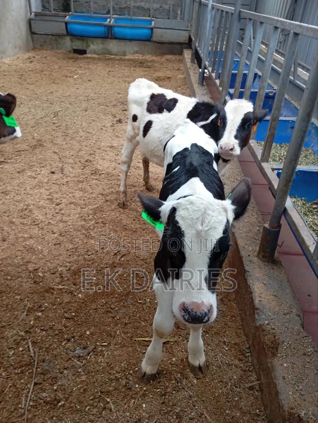 4 Months Old Perdigree Heifers - thumbnail 8