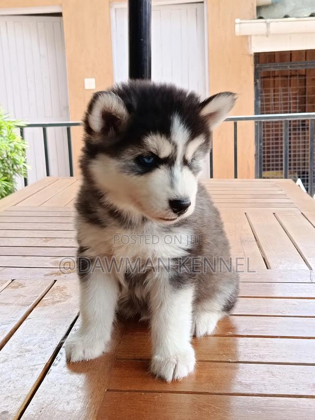 1-3 months Male Purebred Siberian Husky - main view