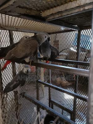 African Grey Parrots - thumbnail 2
