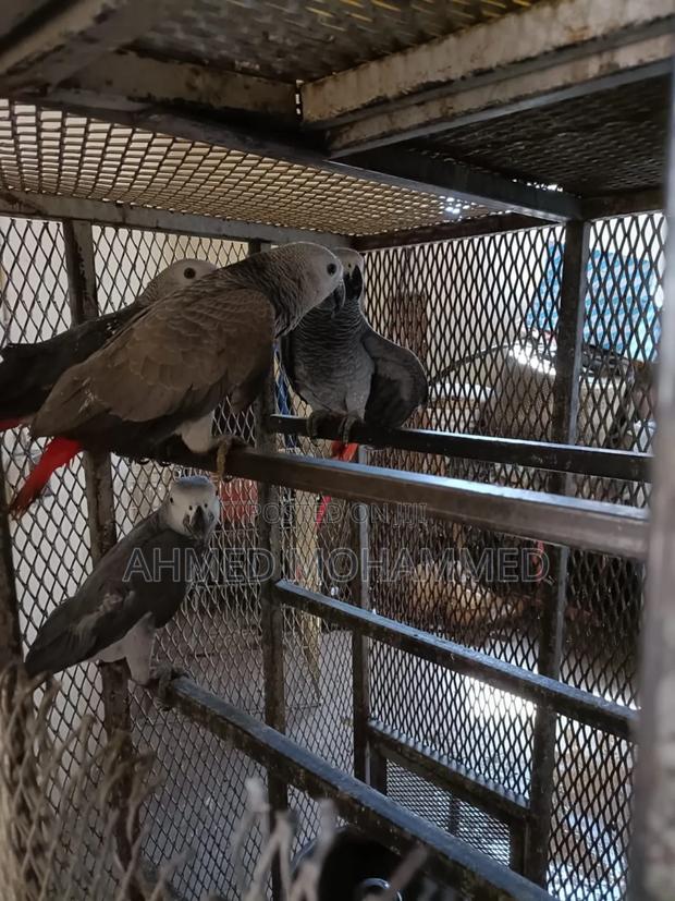 African Grey Parrots - main view