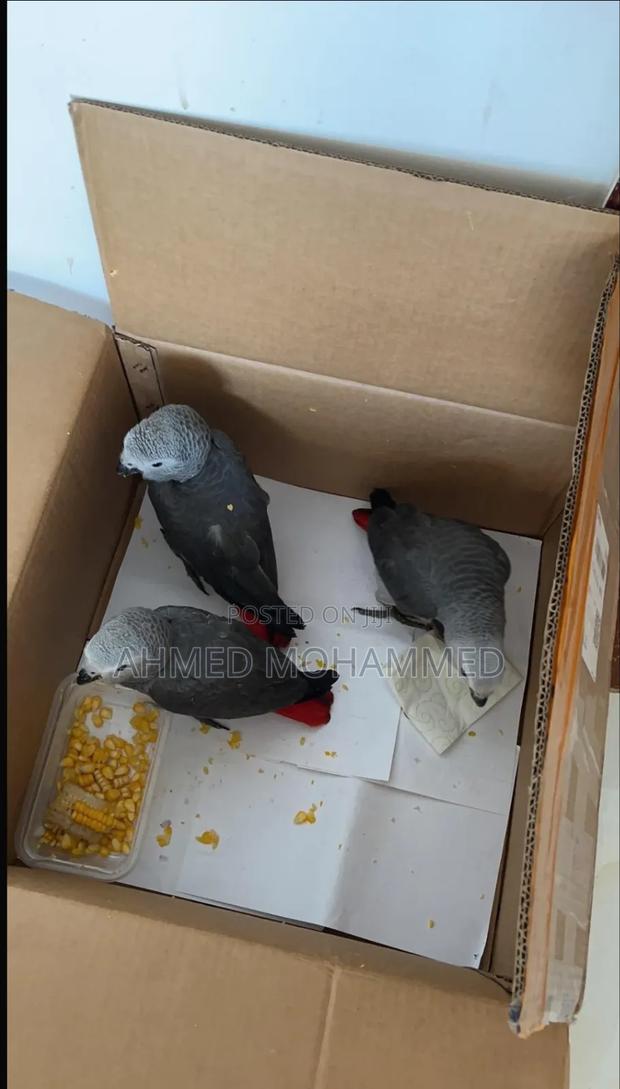 African Grey Parrots - thumbnail 3