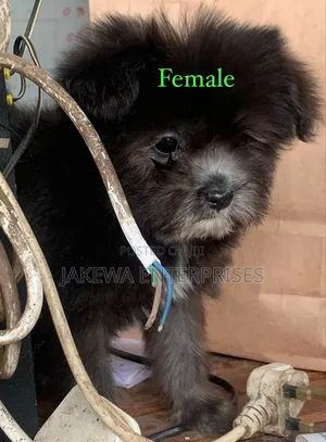 1-3 months Female Purebred Havanese