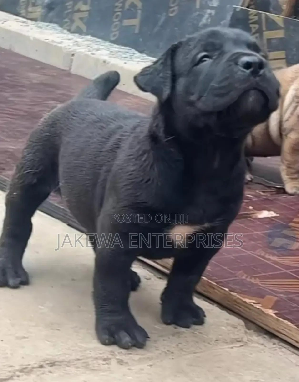 1-3 months Male Purebred Boerboel