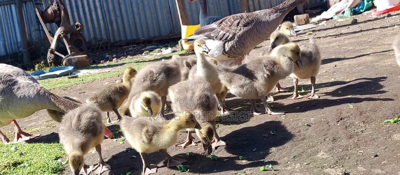 Goose and Goslings for Sale