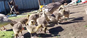 Goose and Goslings for Sale