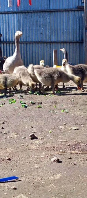 Goose and Goslings for Sale