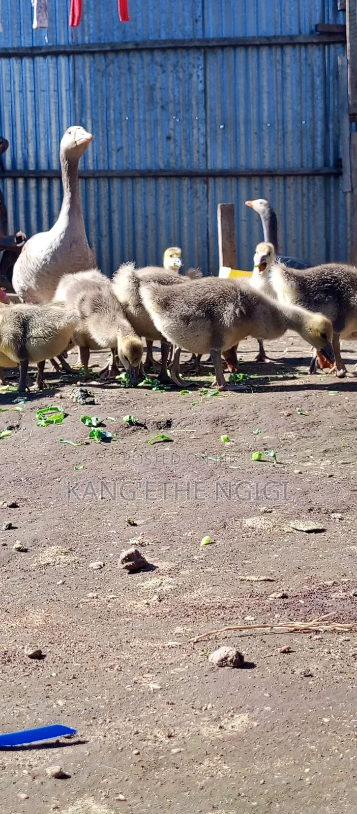 Goose and Goslings for Sale