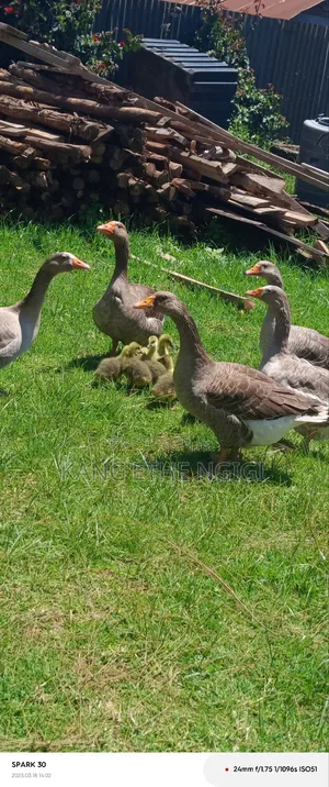 Goose and Goslings for Sale