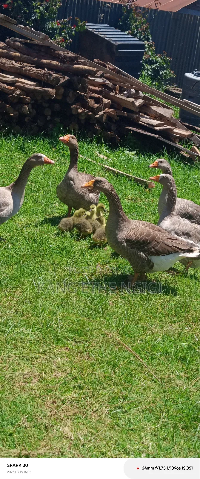 Goose and Goslings for Sale