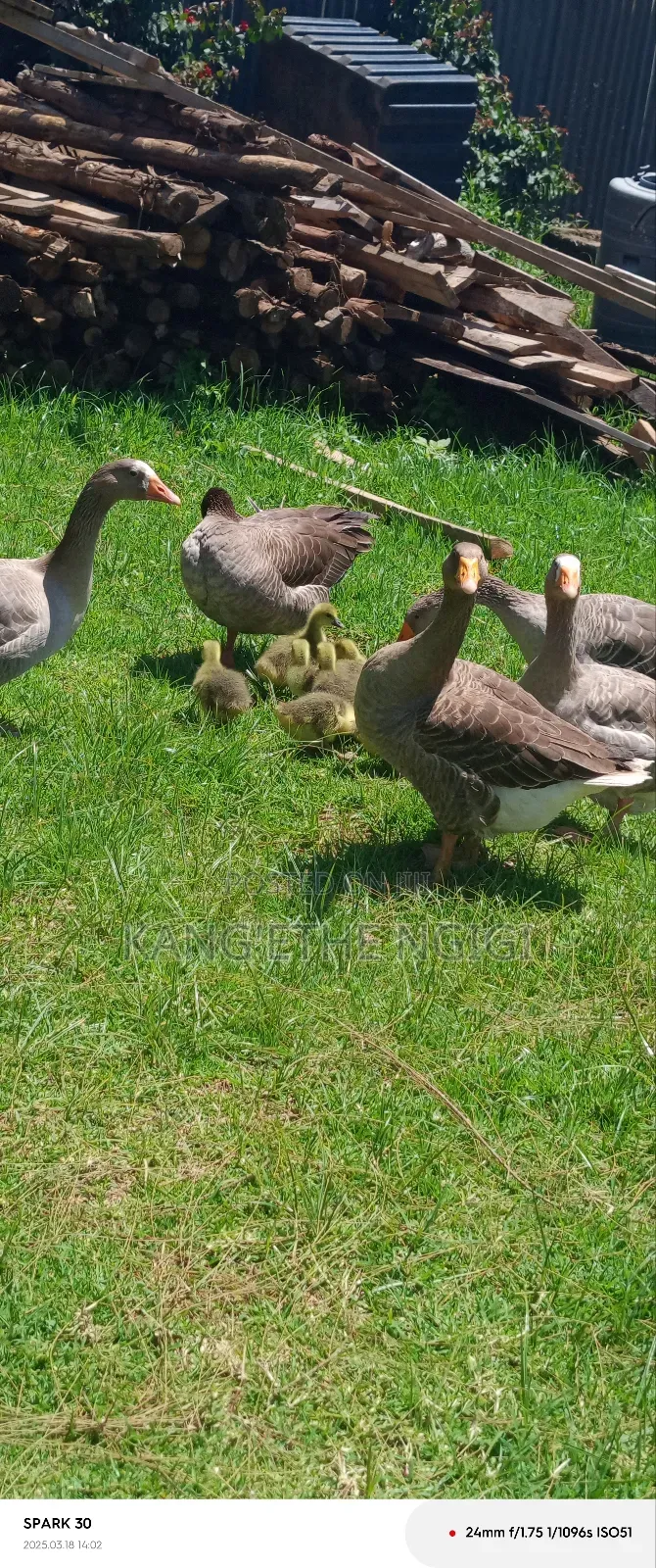 Goose and Goslings for Sale