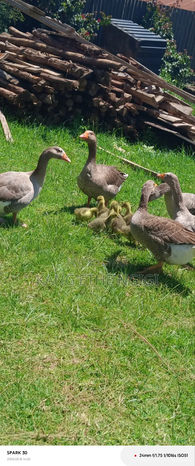 Goose and Goslings for Sale
