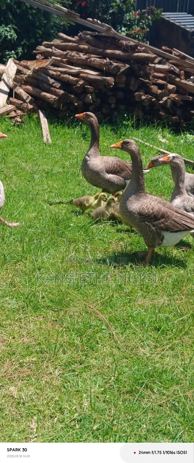 Goose and Goslings for Sale