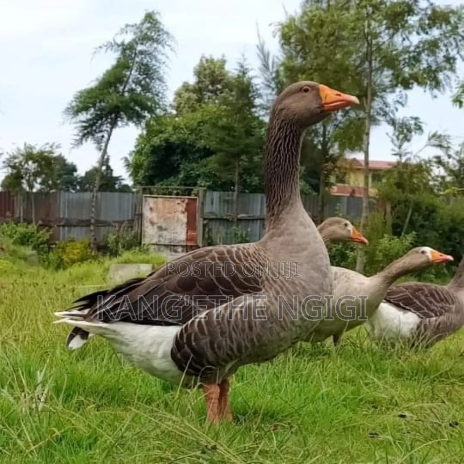 Goose and Goslings for Sale