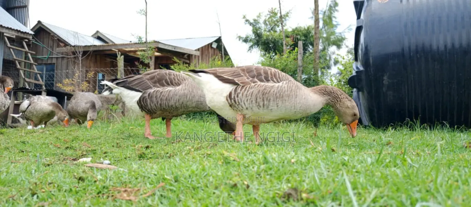 Goose and Goslings for Sale