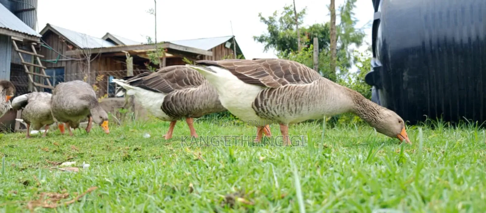 Goose and Goslings for Sale