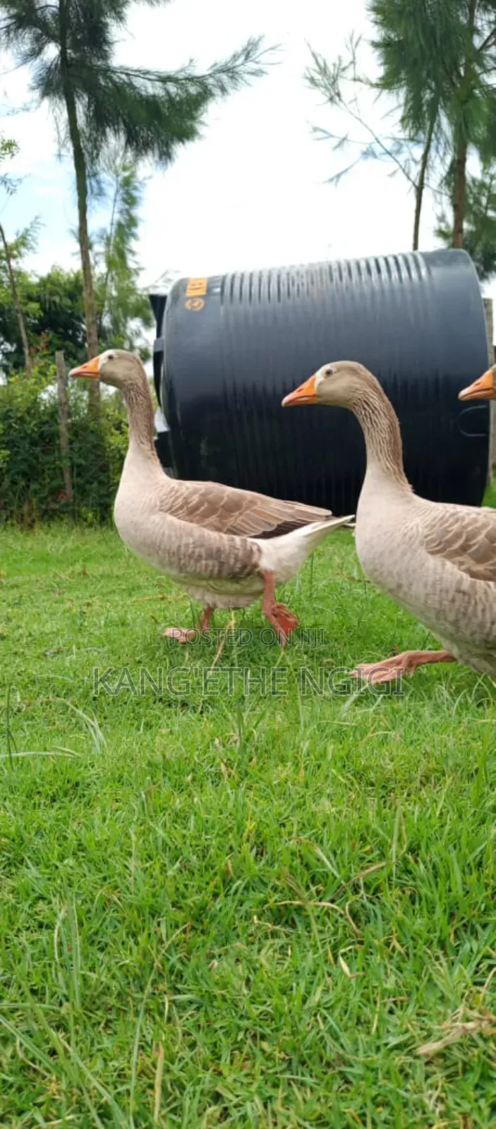 Goose and Goslings for Sale