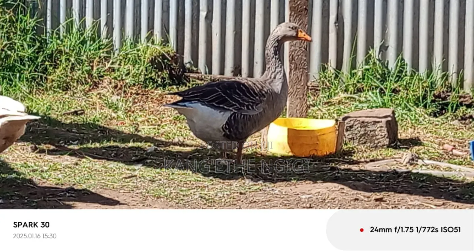 Goose and Goslings for Sale