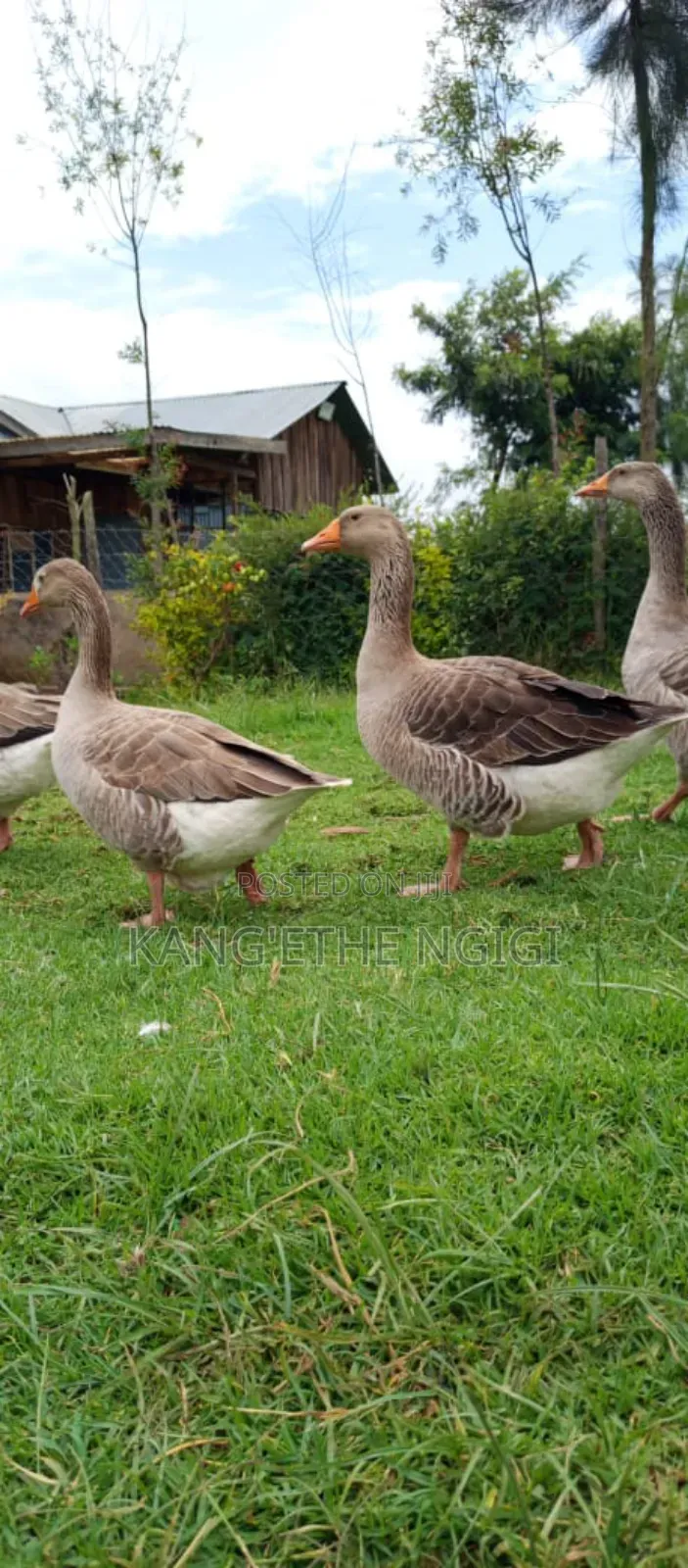 Goose and Goslings for Sale