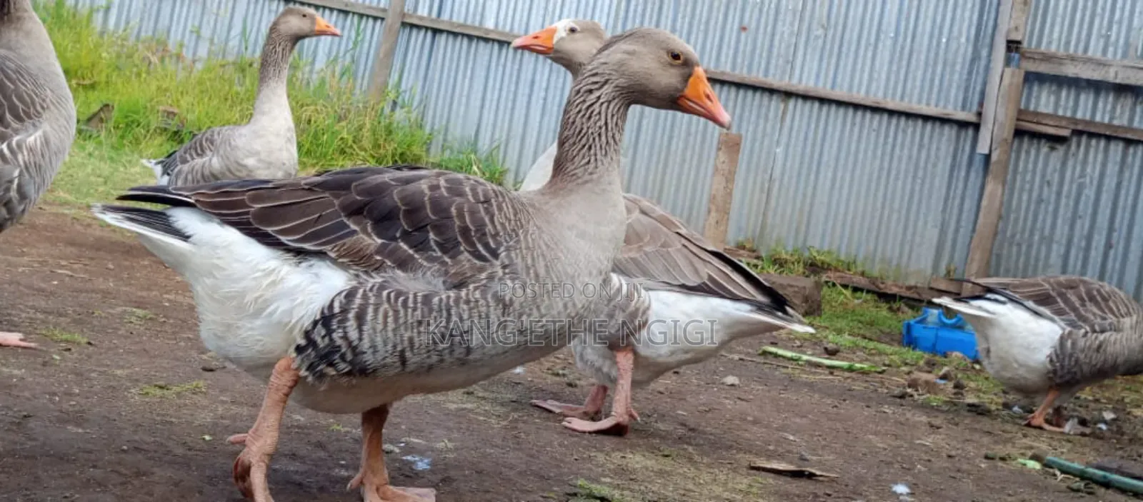Goose and Goslings for Sale