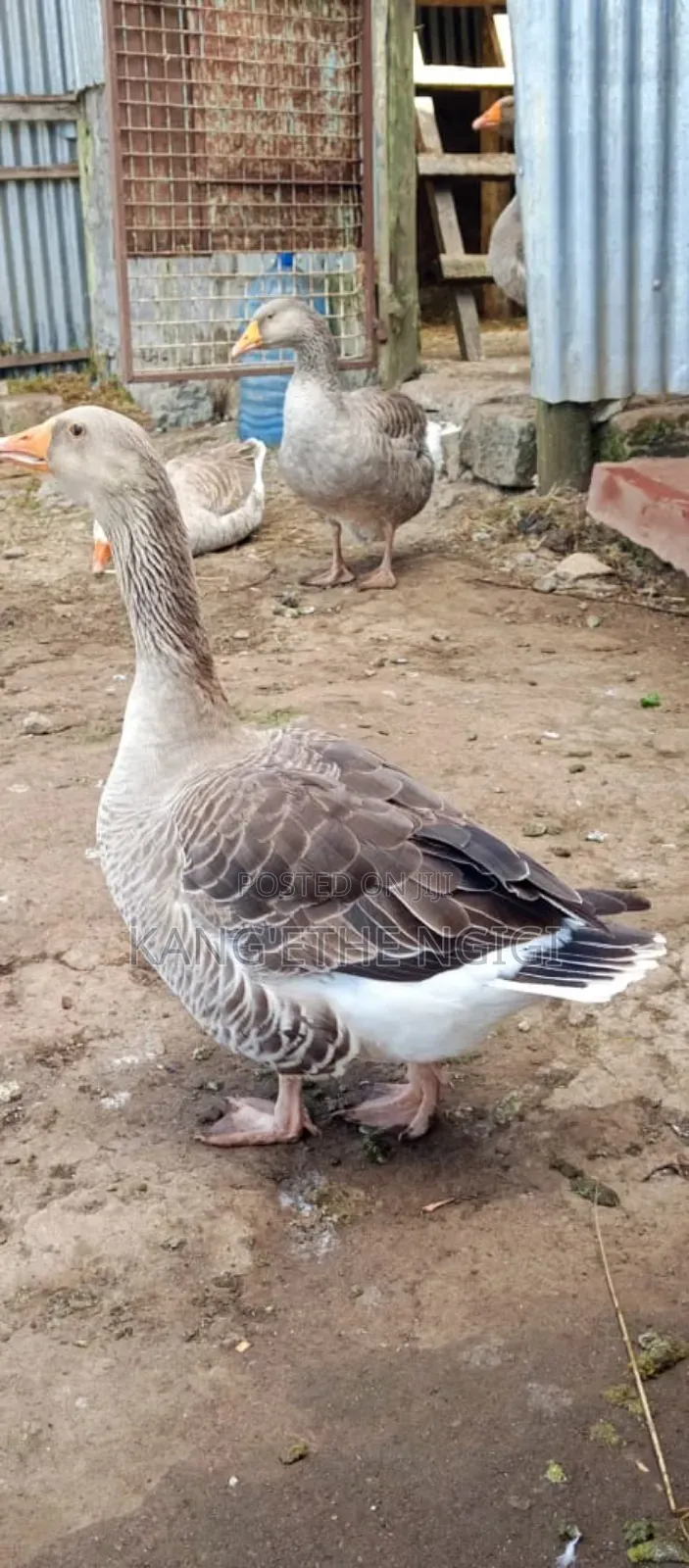 Goose and Goslings for Sale