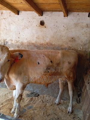 Perdigree Breeding Bull - thumbnail 2