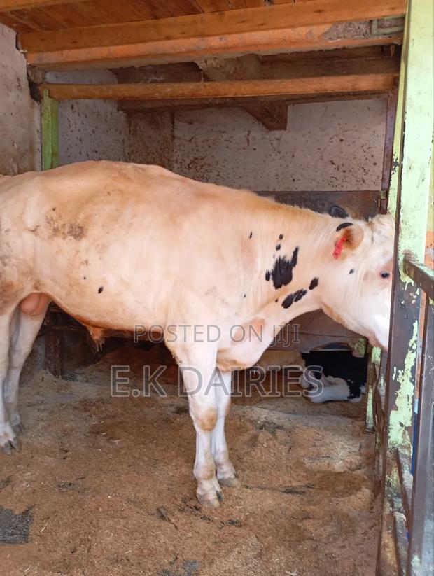Perdigree Breeding Bull - thumbnail 5