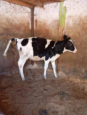 Perdigree 10 Months Old Heifer - thumbnail 2