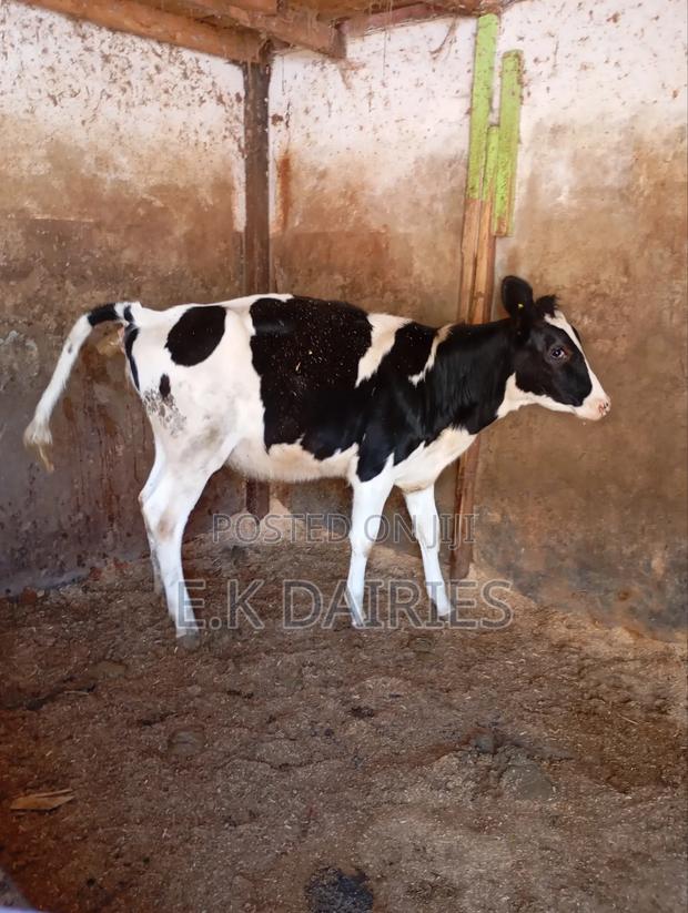 Perdigree 10 Months Old Heifer - main view