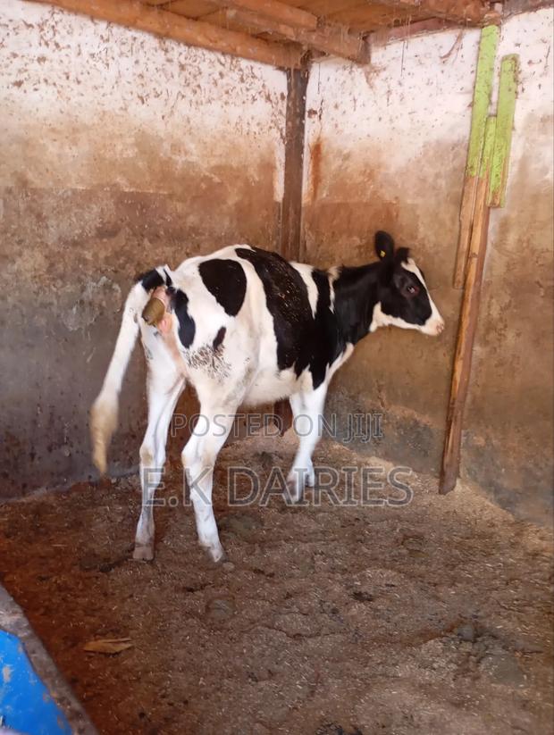 Perdigree 10 Months Old Heifer - thumbnail 3