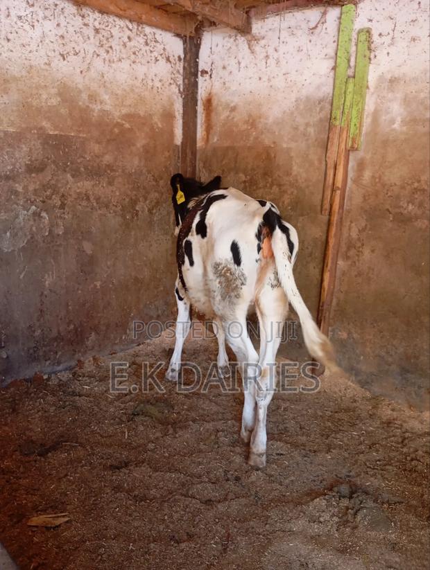 Perdigree 10 Months Old Heifer - thumbnail 4