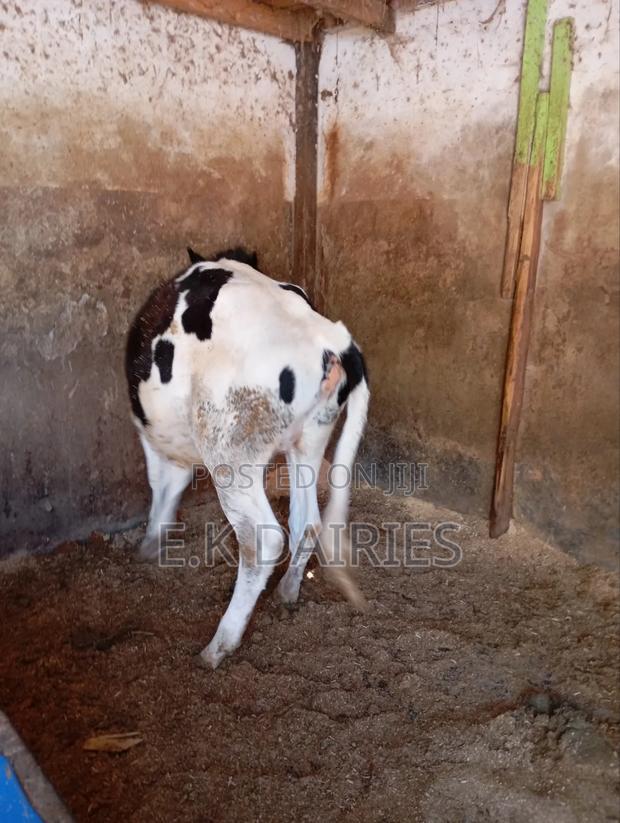 Perdigree 10 Months Old Heifer - thumbnail 5