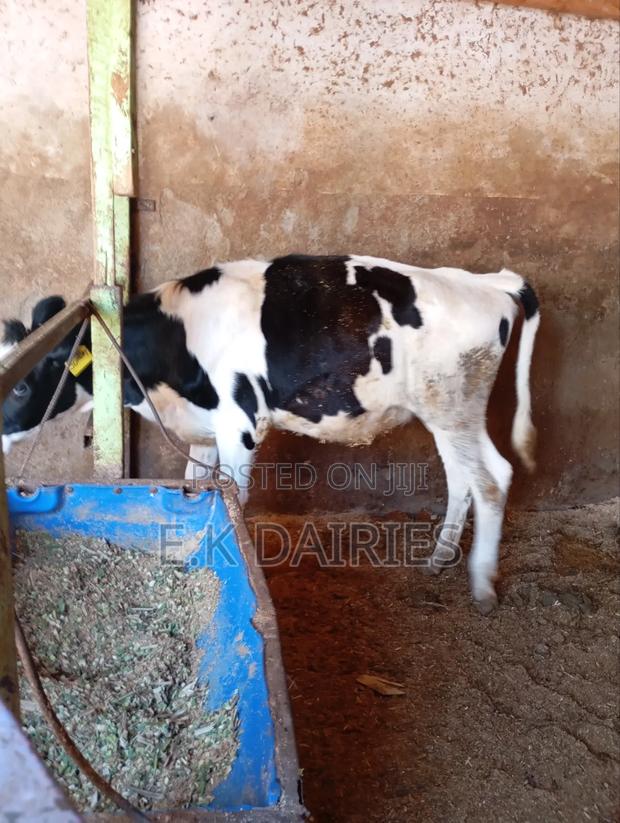 Perdigree 10 Months Old Heifer - thumbnail 6