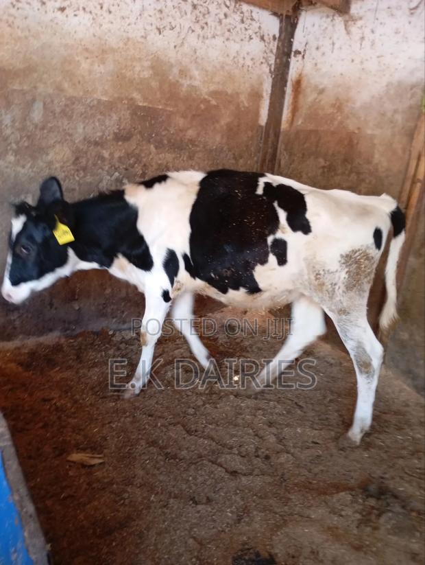 Perdigree 10 Months Old Heifer - thumbnail 7