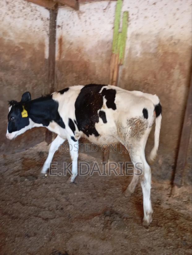 Perdigree 10 Months Old Heifer - thumbnail 8