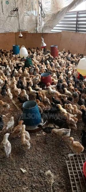 3 Weeks Old Improved Kienyeji - thumbnail 2