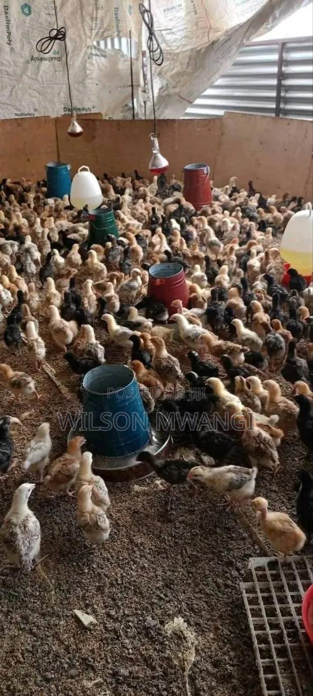 3 Weeks Old Improved Kienyeji - main view