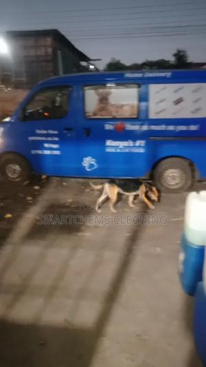 6-12 months Male Purebred German Shepherd - thumbnail 2