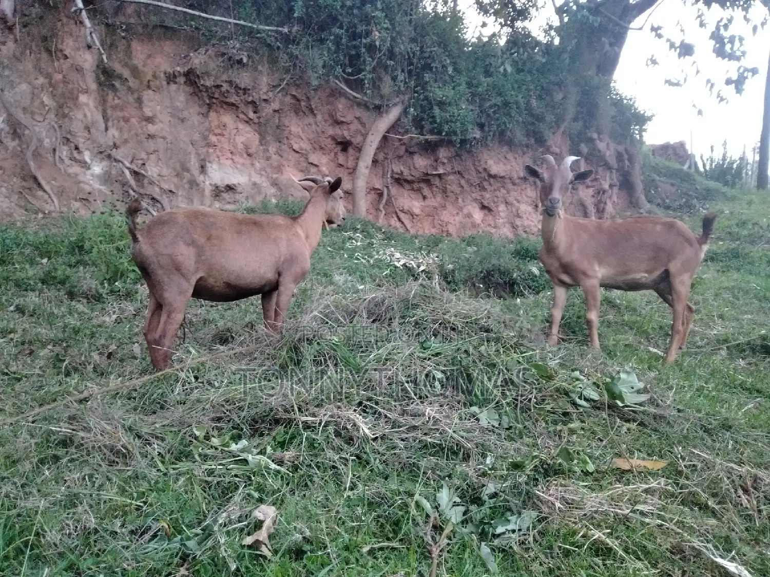 Dairy Goats