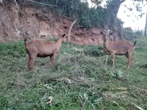 Dairy Goats