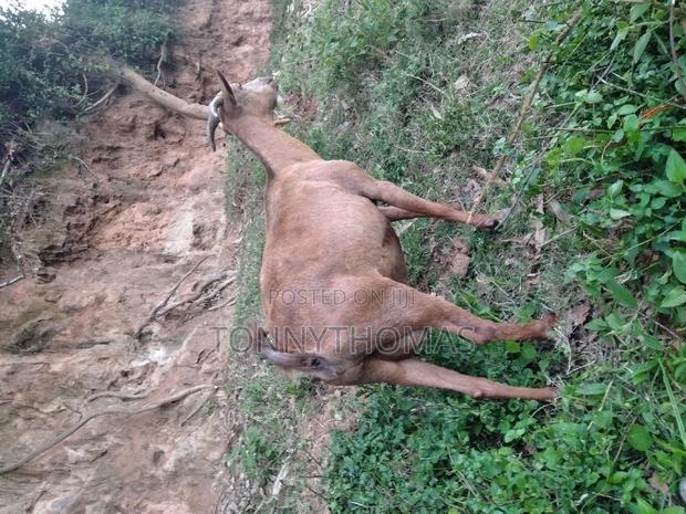 Dairy Goats - thumbnail 5