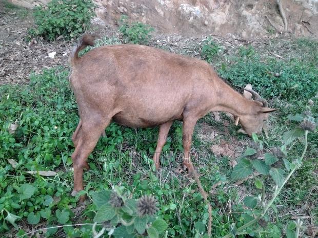 Dairy Goats - thumbnail 4