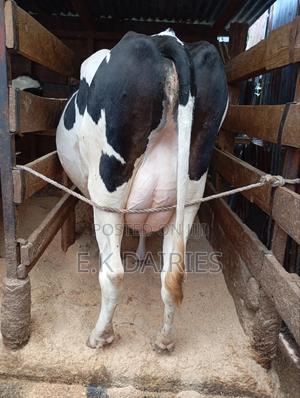 High Yielders - thumbnail 2