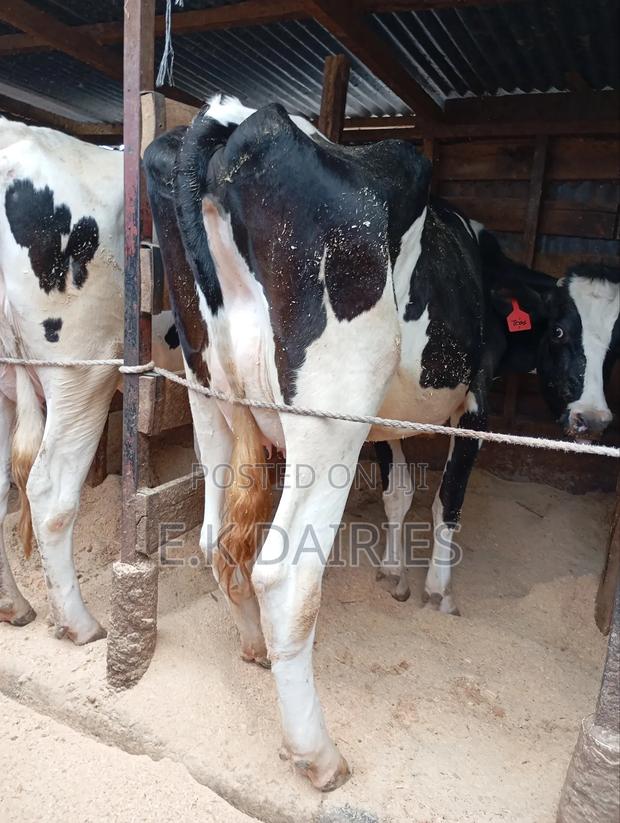 High Yielders - thumbnail 3